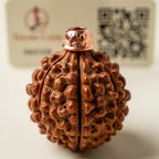 Six mukhi furrows and tubercled texture close-up with QR certification tag | Salico