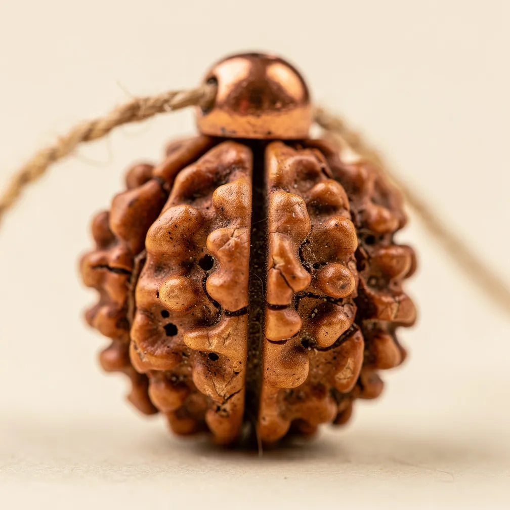 Seven mukhi furrows and tubercled texture close-up | Salico